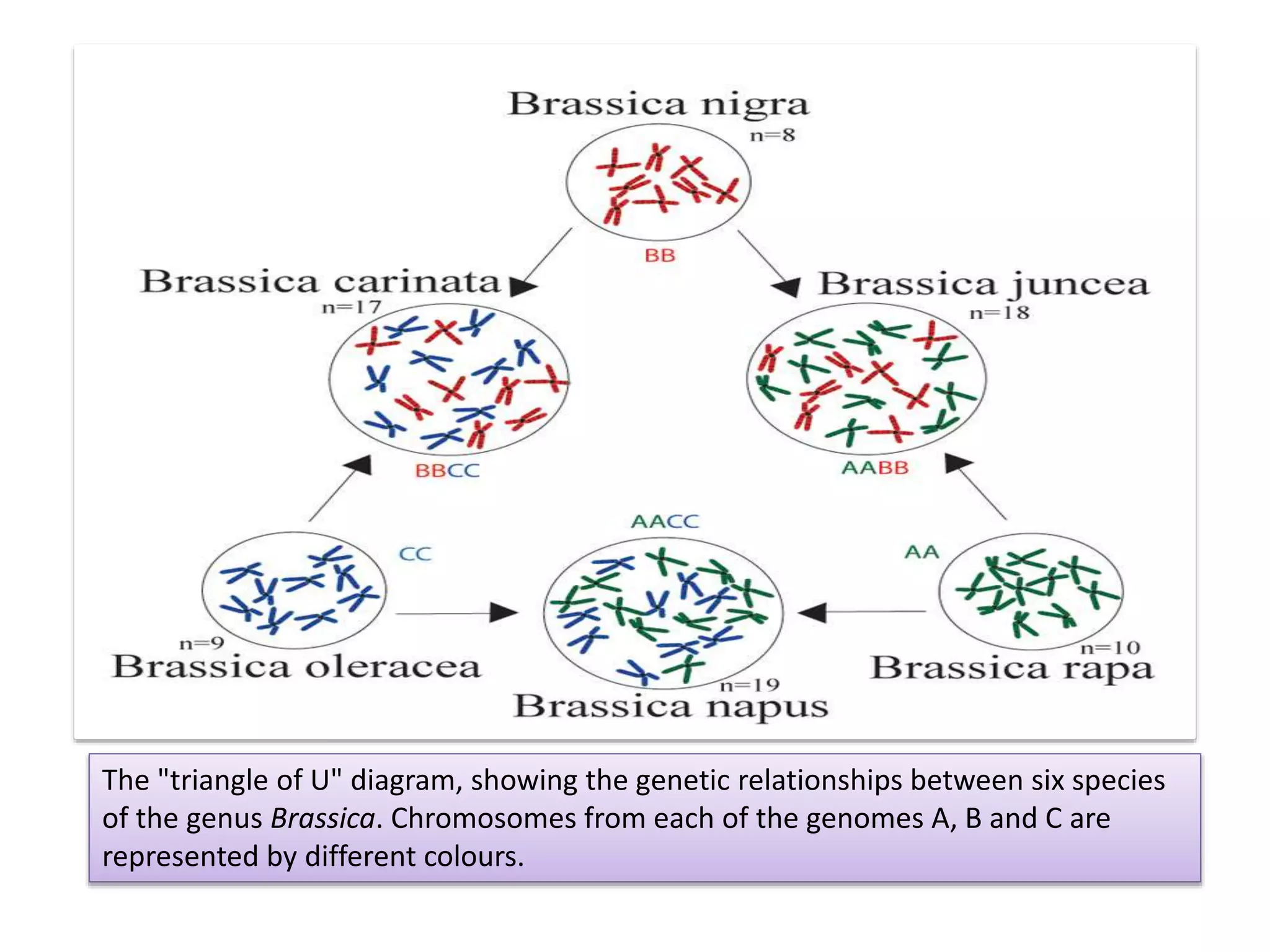 Biology Of Brassica Juncea PPTX Biology Of Brassica Juncea PPTX
