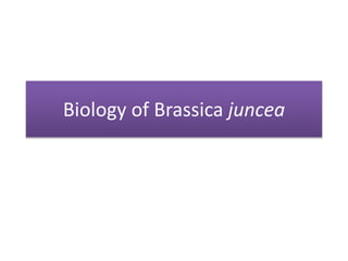 Biology of Brassica juncea
 