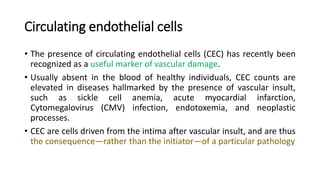 Circulating Endothelial Cells and Endothelial Progenitor Cells | PPTX