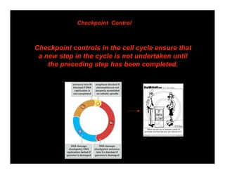 Biology of cancer lecture 5 cell cycle Karobi Moitra | PDF