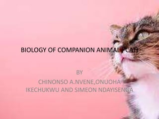 BIOLOGY OF COMPANION ANIMAL ( CAT)
BY
CHINONSO A.NVENE,ONUOHA
IKECHUKWU AND SIMEON NDAYISENGA
 