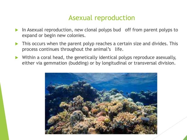Biology of corals.pptx