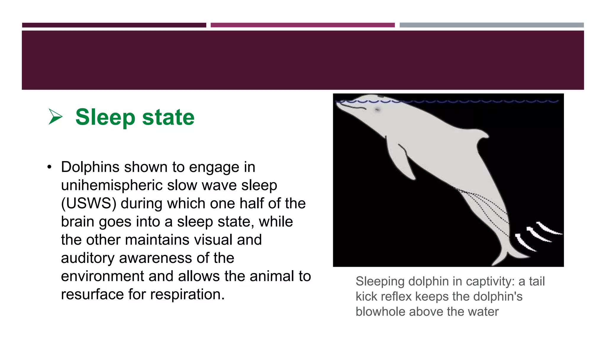 Biology Of Dolphins Pptx PPTX Biology Of Dolphins Pptx PPTX