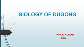 BIOLOGY OF DUGONG
VINOD KUMAR
FRM
 