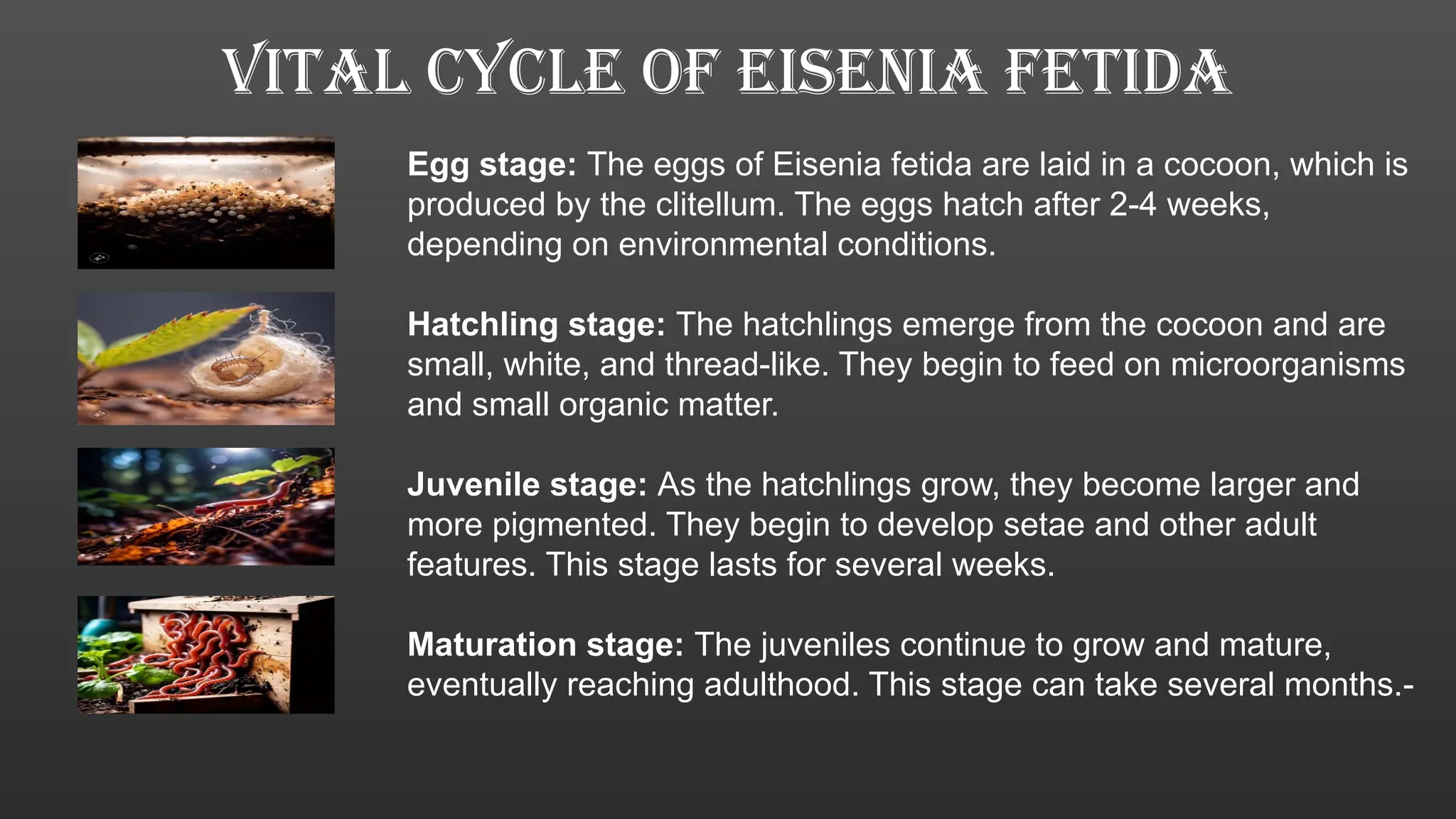 Live Hatchling Stage Feeding Routines Reference: Biology Of Eisenia Fetida 1 1 1 Pptx