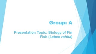 Group: A
Presentation Topic: Biology of Fin
Fish (Labeo rohita)
 