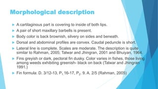 Biology of fin fish (labeo rohita) | PPTX