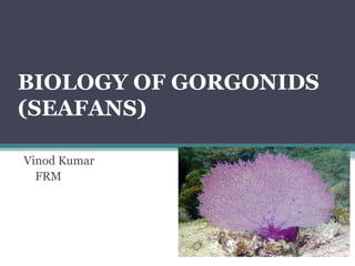 BIOLOGY OF GORGONIDS
(SEAFANS)
Vinod Kumar
FRM
 