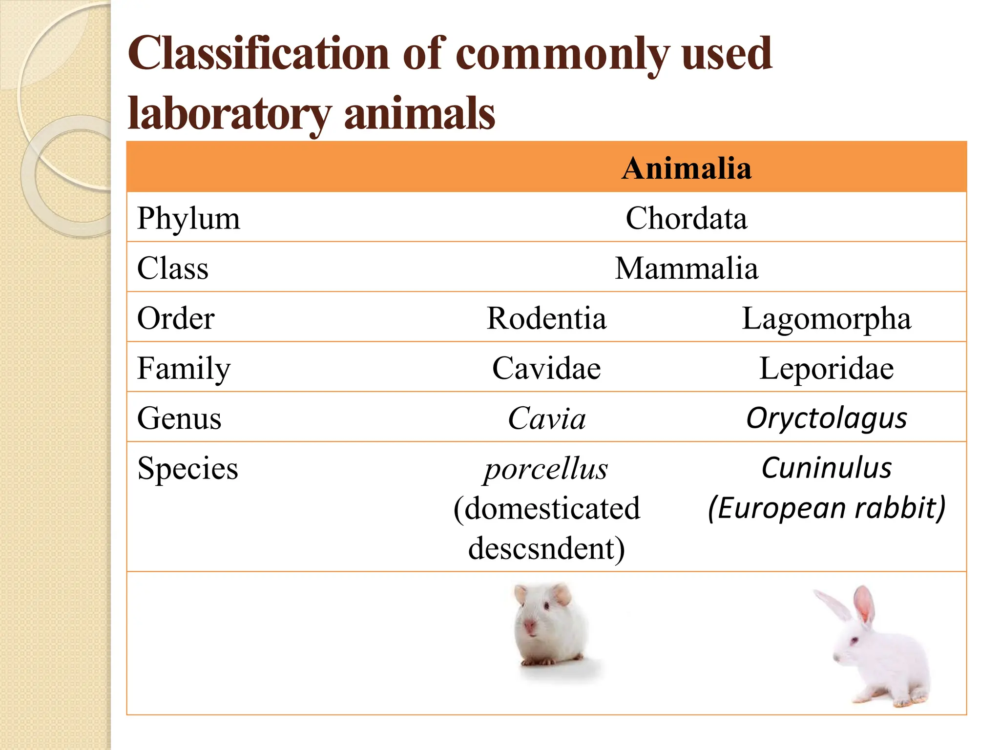 Biology of laboratory animals (guinea pig and rabbit).pptx - A Large Population Of Laboratory Animals