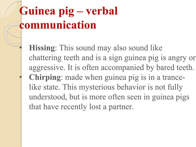 Image showcasing Biology of laboratory animals (guinea pig and rabbit).pptx