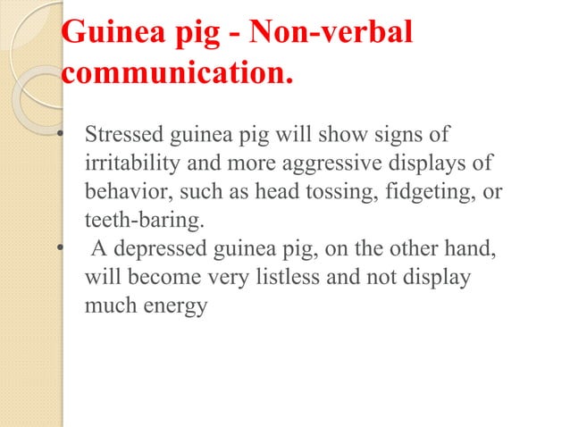 Image showcasing Biology of laboratory animals (guinea pig and rabbit).pptx