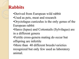 Fertilized Rabbit Biology of laboratory animals (guinea pig and rabbit).pptx