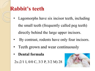 Biology of laboratory animals (guinea pig and rabbit).pptx