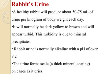 Biology of laboratory animals (guinea pig and rabbit).pptx