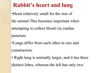 Biology of laboratory animals (guinea pig and rabbit).pptx