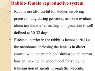 Reproductive System In Rabbit Biology of laboratory animals (guinea pig and rabbit).pptx