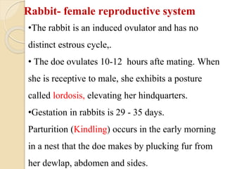 Reproductive Stage Rabbit Biology of laboratory animals (guinea pig and rabbit).pptx