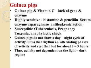 Biology of laboratory animals (guinea pig and rabbit).pptx