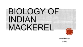 BIOLOGY OF
INDIAN
MACKEREL
Vinod Kumar
FRM
 