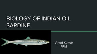 BIOLOGY OF INDIAN OIL
SARDINE
Vinod Kumar
FRM
 