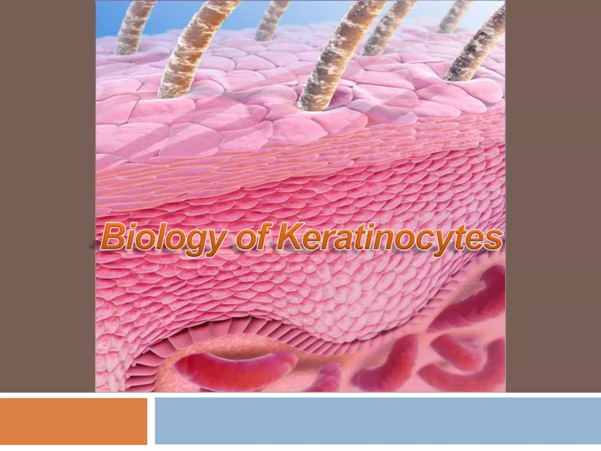 Biology of keratinocytes | PPTX