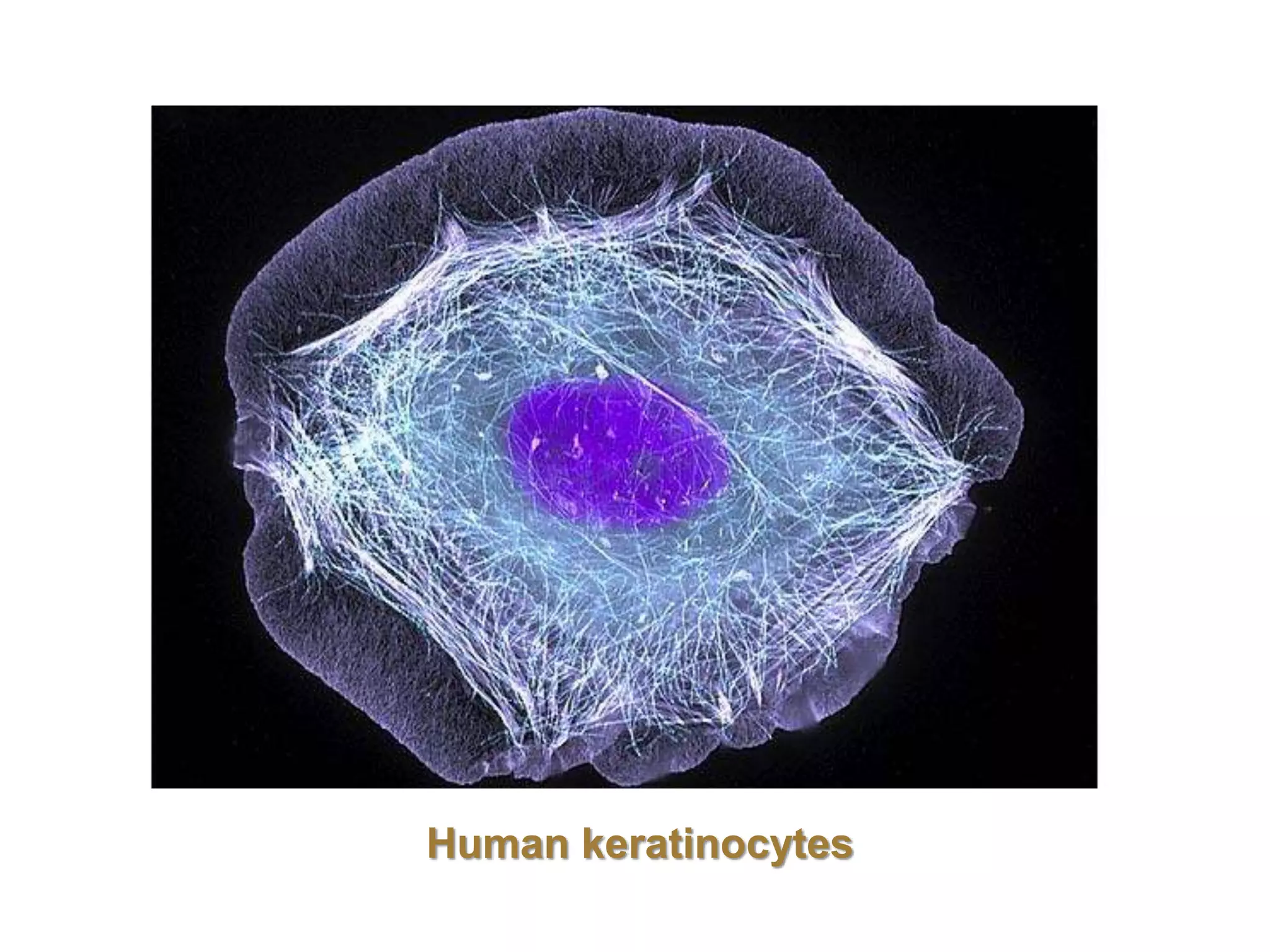 Biology of keratinocytes | PPTX