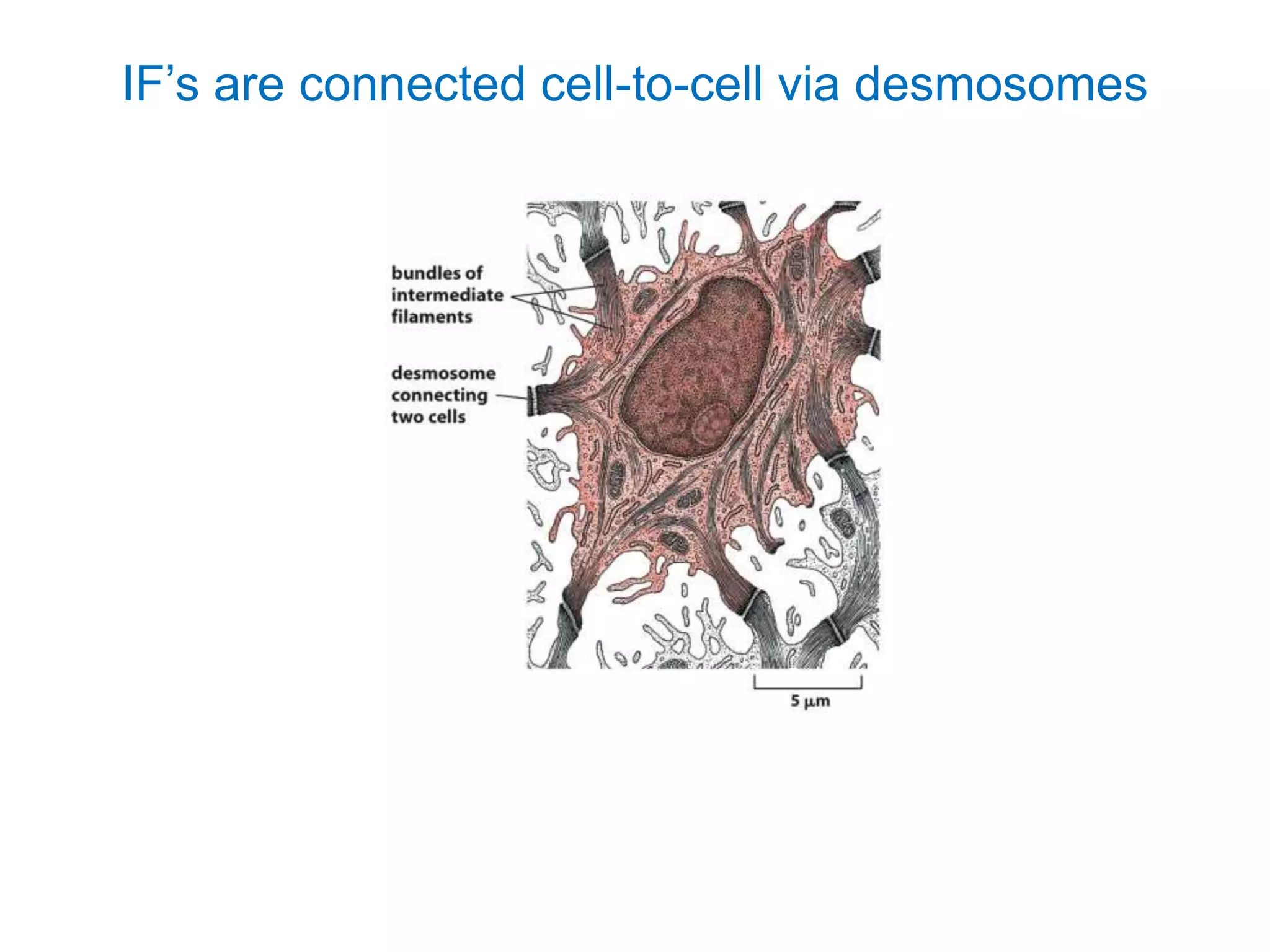 Biology of keratinocytes | PPTX