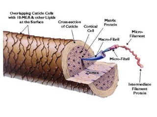 Biology of keratinocytes | PPTX
