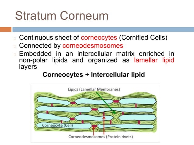 Biology of keratinocytes | PPTX | Skin and Dermatology | Diseases and ...