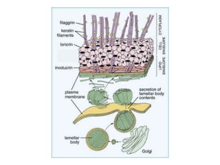 Biology of keratinocytes | PPTX
