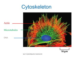 Biology of keratinocytes | PPTX