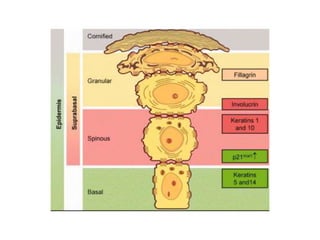 Biology of keratinocytes | PPTX