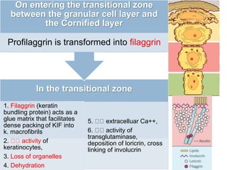 Biology of keratinocytes | PPTX