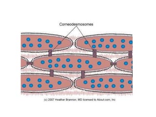 Biology of keratinocytes | PPTX