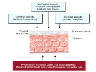 Biology of keratinocytes | PPTX