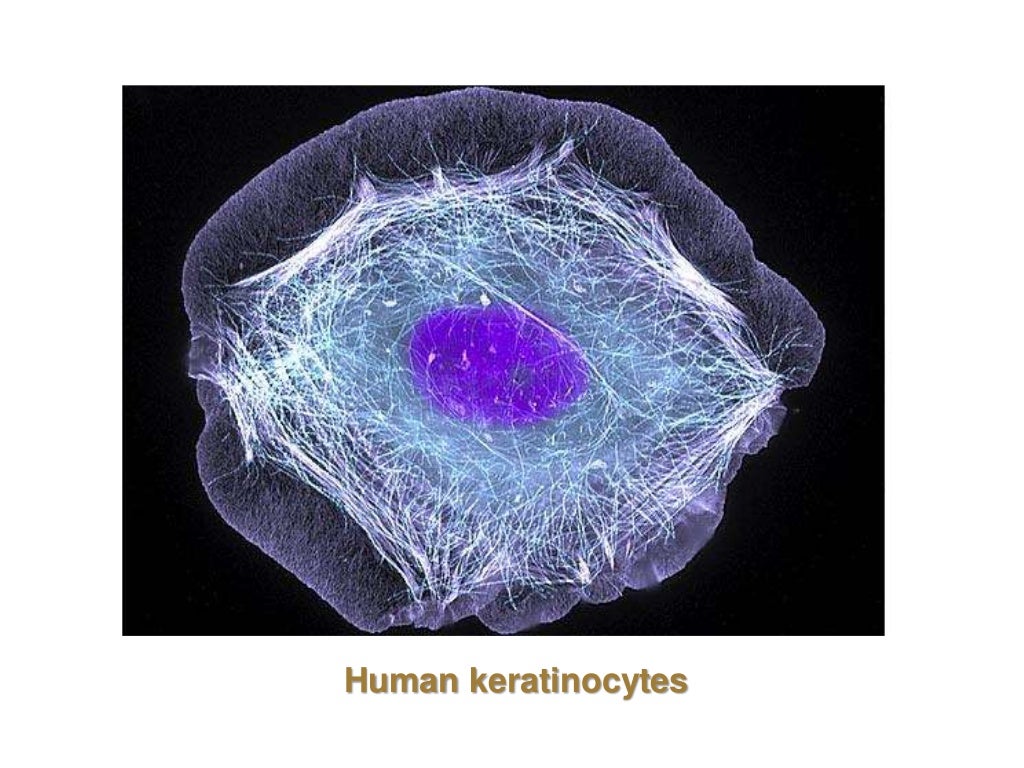 Biology of keratinocytes