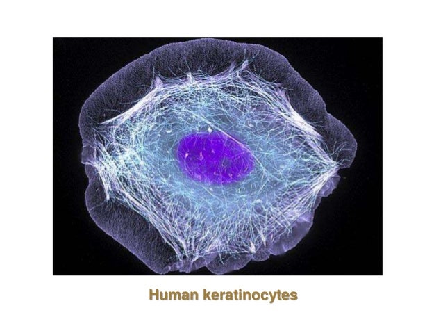 keratinocytes