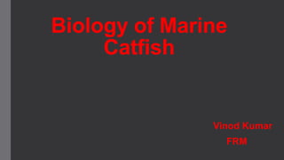 Biology of Marine
Catfish
Vinod Kumar
FRM
 