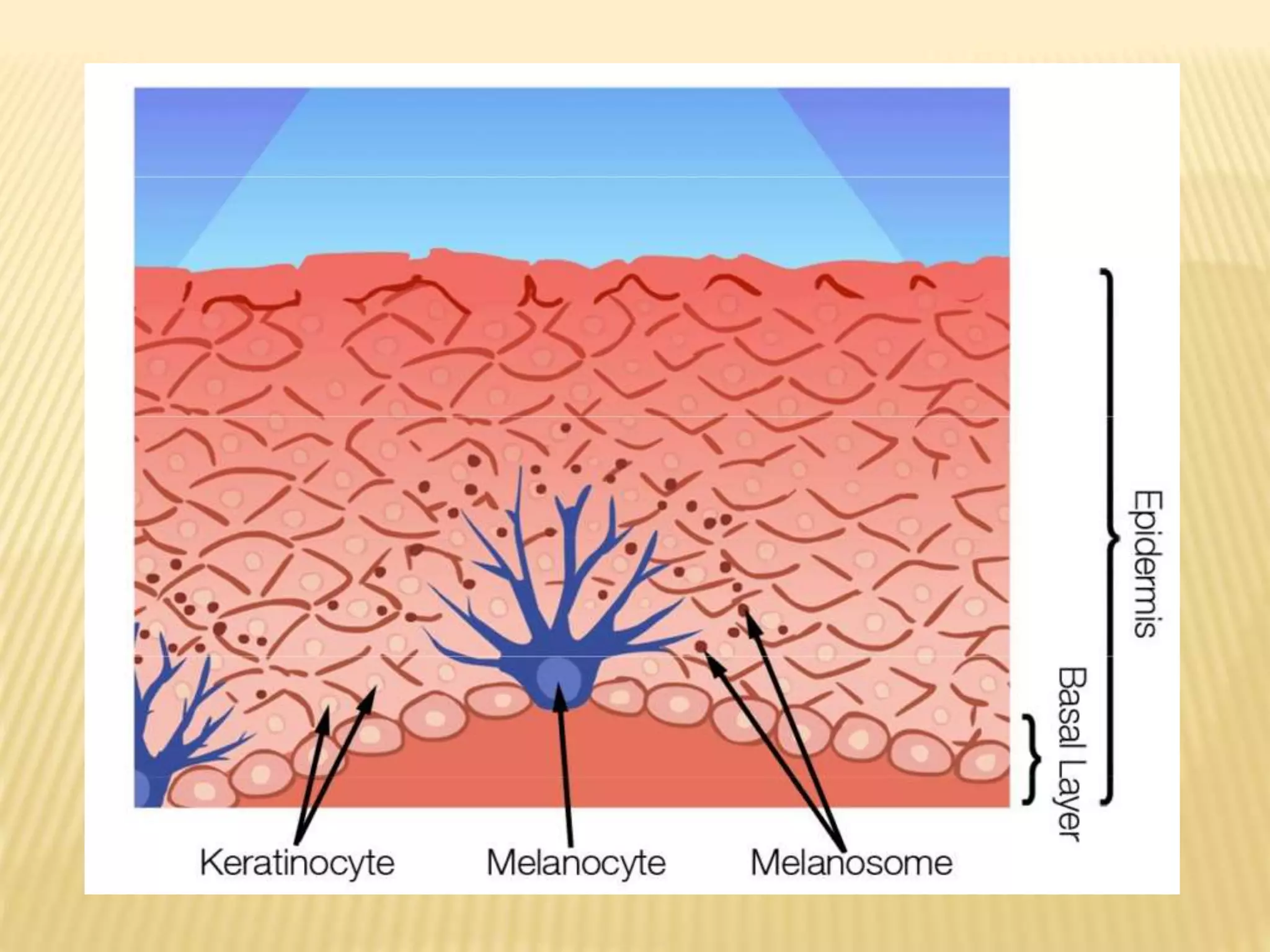 Biology of Melanocyte | PPTX
