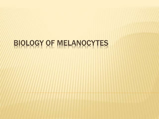 BIOLOGY OF MELANOCYTES 
 