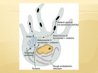 Biology of Melanocyte | PPTX