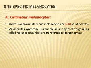 B. Hair follicle melanocytes: 
• In contrast to 
interfollicular 
melanocytes, the 
follicular 
melanin unit undergoes cyc...