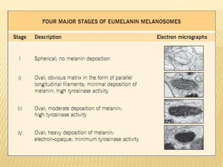 Stage 2 
Both (eumelanosomes & pheomelanosomes 
have 
organized structured fibrillar (thread-like) 
matrix but; 
stage 2 p...
