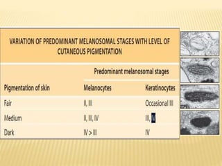Stage 4 
• mature melanosome appears electron dense. 
• Both pheomelanosomes & eumelanosomes are 
fully melanised 
 