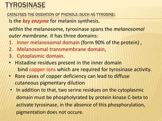 Biology of Melanocyte