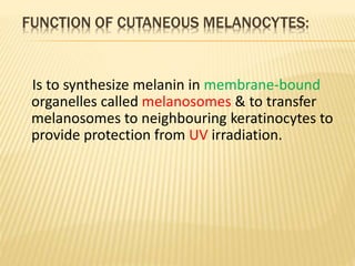 TYPES OF MELANOCYTES 
1- SECRETORY MELANOCYTES: 
 Present in basal layer of epidermis form network 
of dendrites in the b...