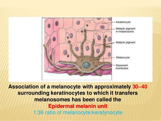 Biology of Melanocyte