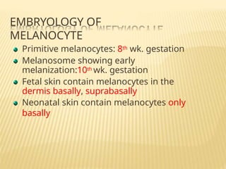 Biology of Melanocytes.pptxMelanocytes are specialized, dendritic ...