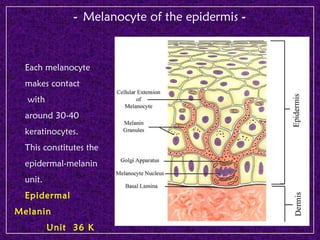Biology of melanocyte - Professor Torello Lotti, MD - University G ...