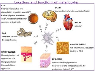 Biology of melanocyte - Professor Torello Lotti, MD - University G ...